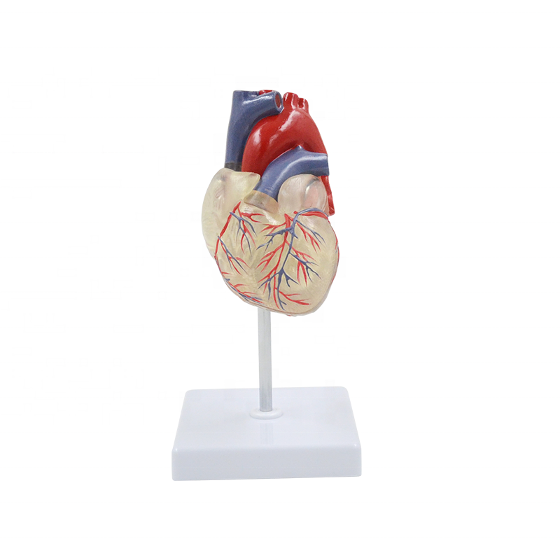 Heart and Conducting System Model - Dr Wong Anatomy