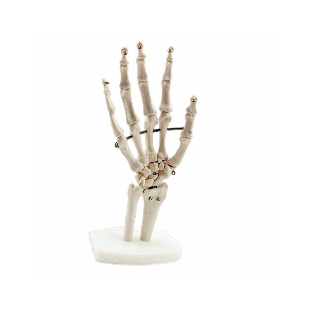 Human Hand Skeleton Model – Dr Wong Anatomy