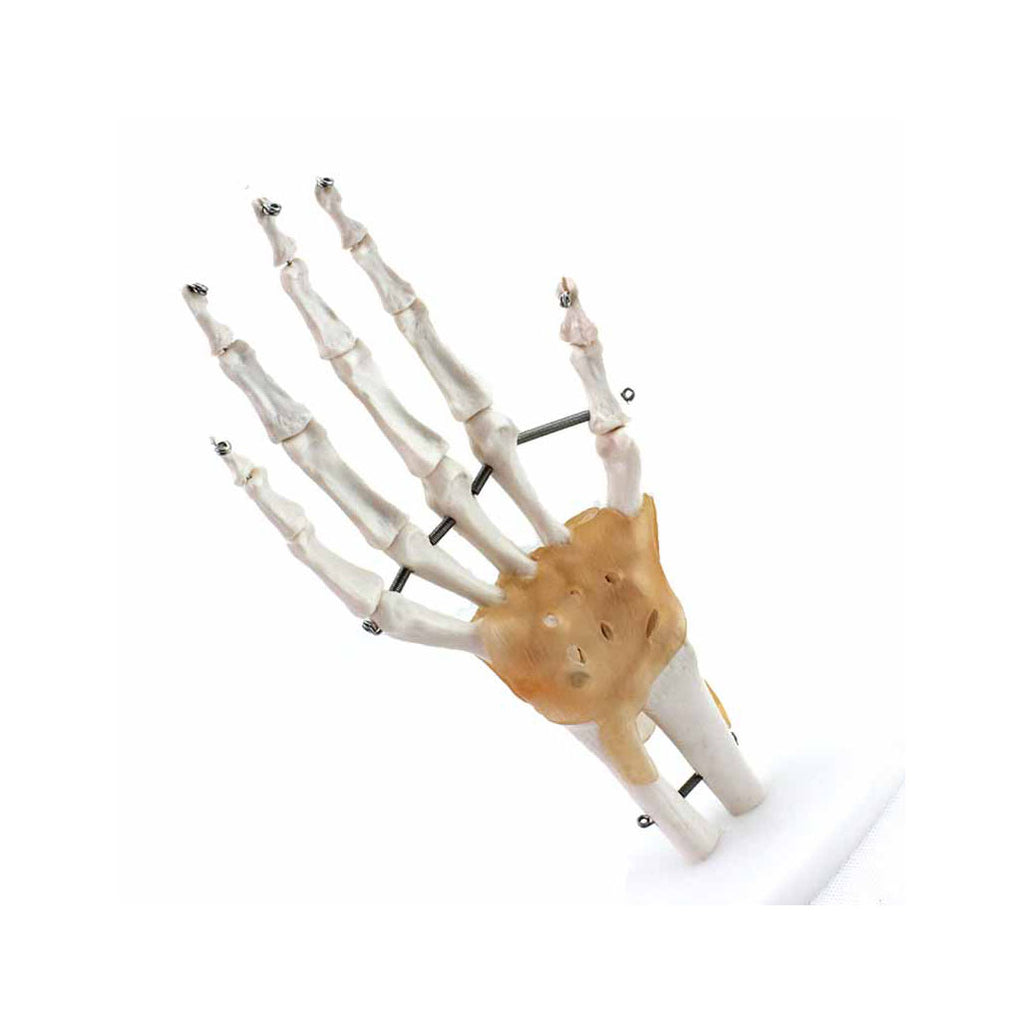 Hand and Wrist Model with Ligaments - Dr Wong Anatomy