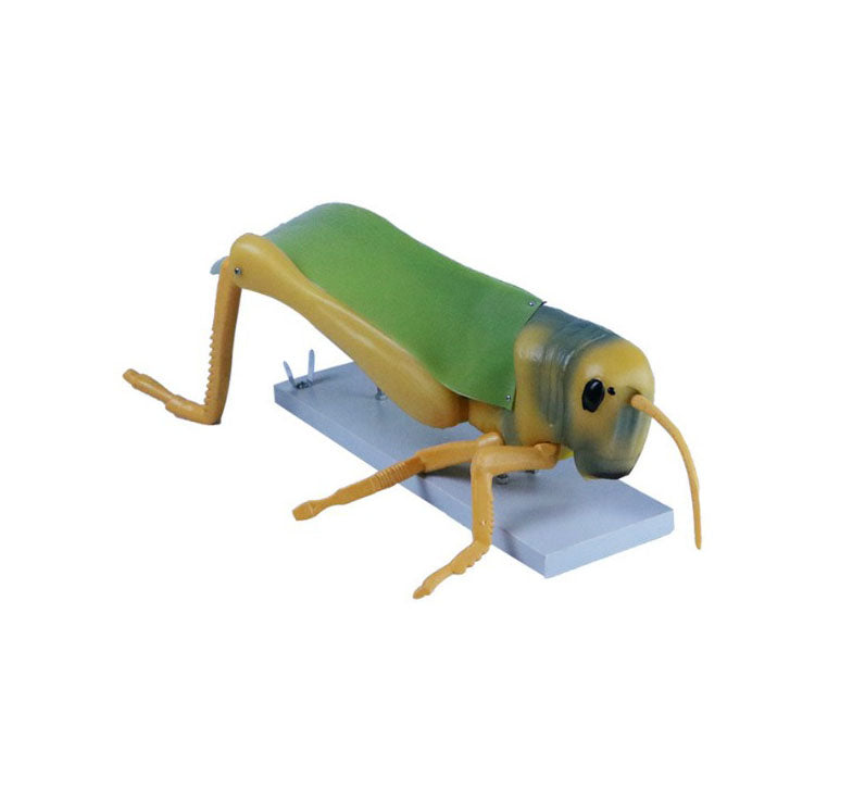 Locust Dissection Model