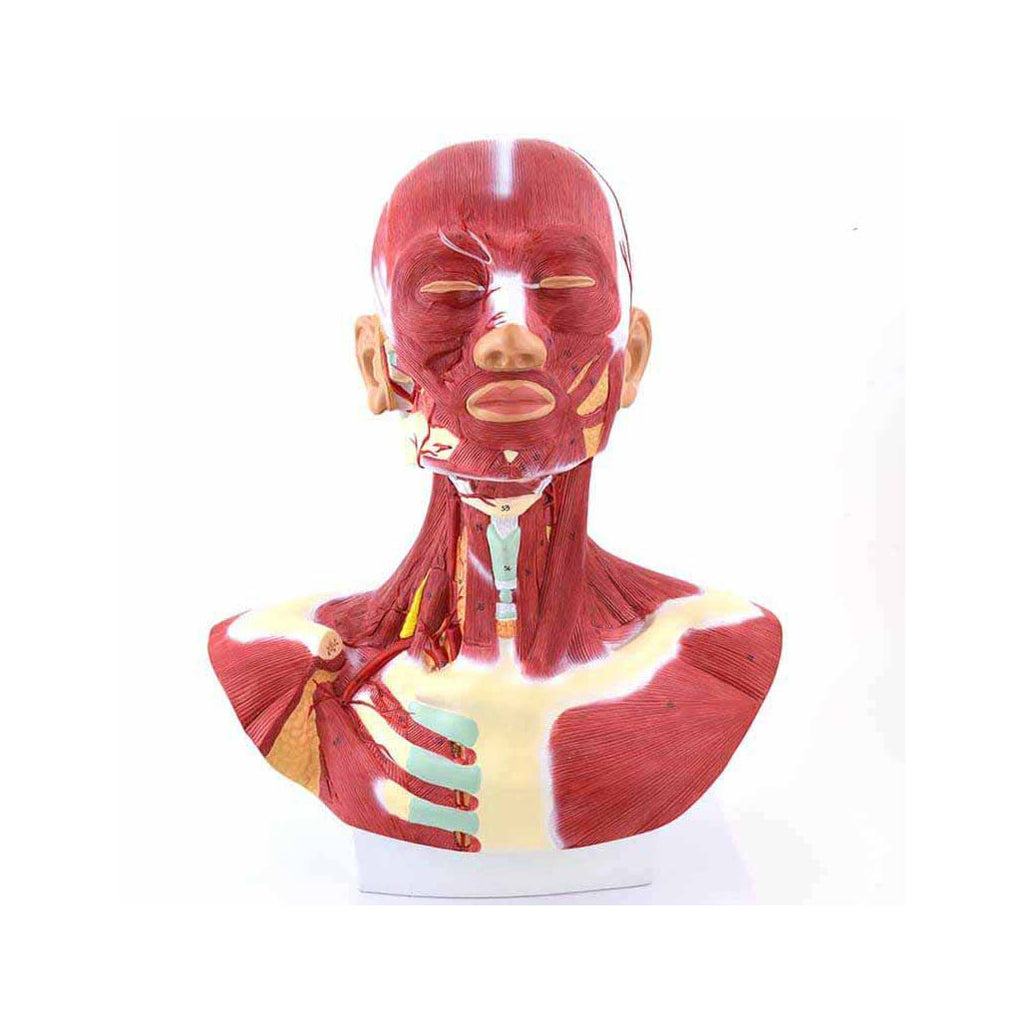 Head and Neck Musculature Model - Dr Wong Anatomy