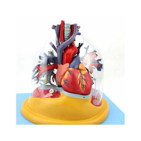 Heart-Lung Table Model, 4 Parts - Dr Wong Anatomy