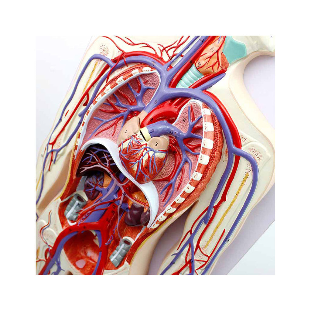 Human Circulatory System,1/2 Life-Size, 2 Parts - Dr Wong Anatomy