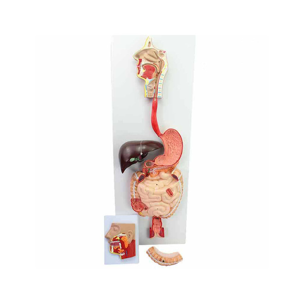 Human Digestive System Model- 3 Parts - Dr Wong Anatomy