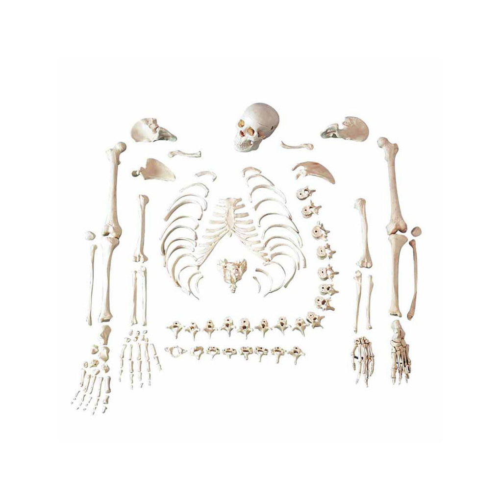 Disarticulated Human Skeleton Model - Dr Wong Anatomy