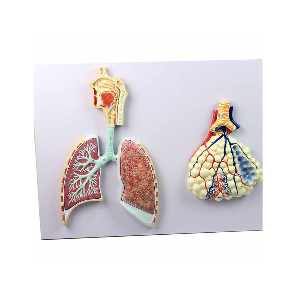 Human Respiratory System with Magnified Alveolus - Dr Wong Anatomy
