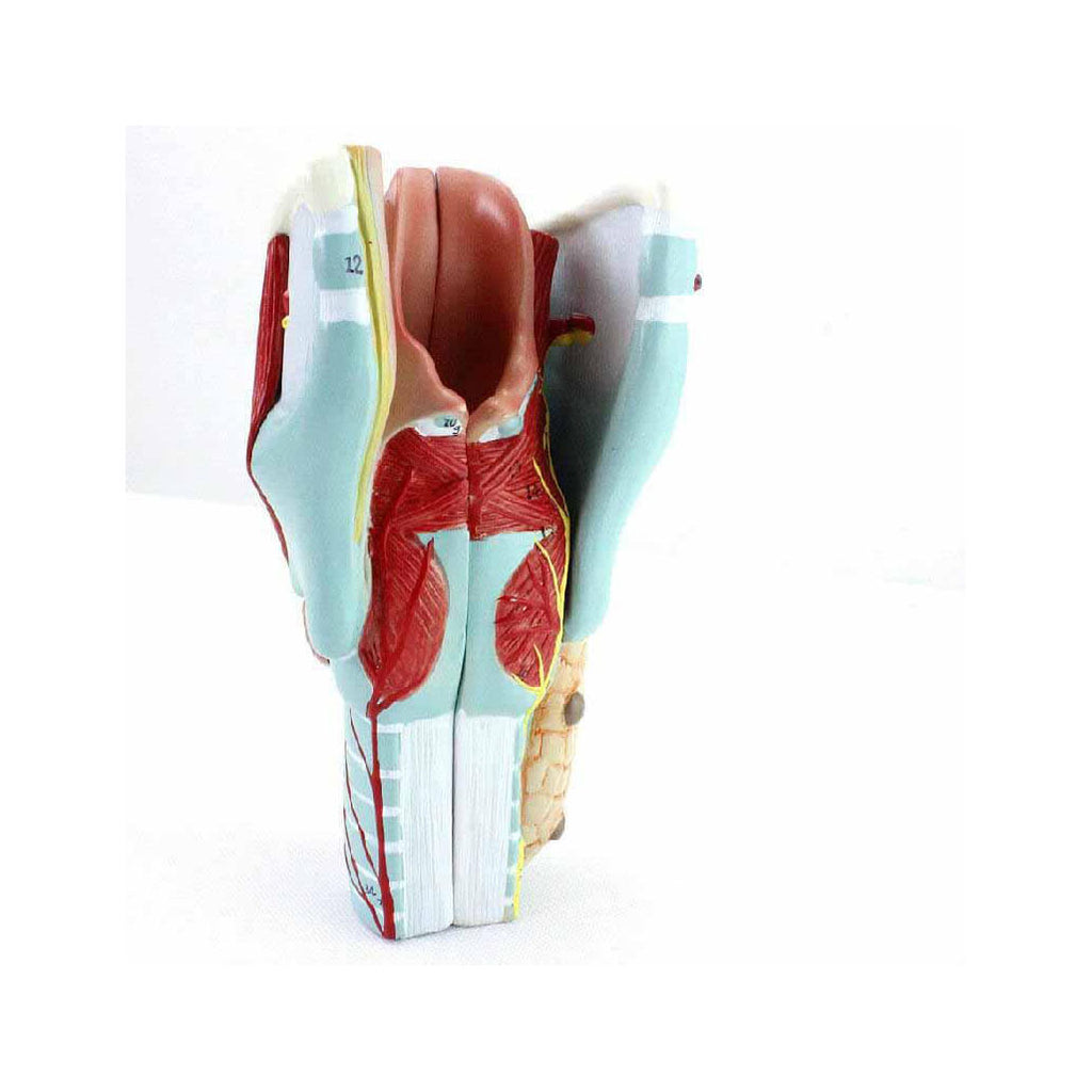Larynx Model, 2X Life-Size, 5 Parts - Dr Wong Anatomy