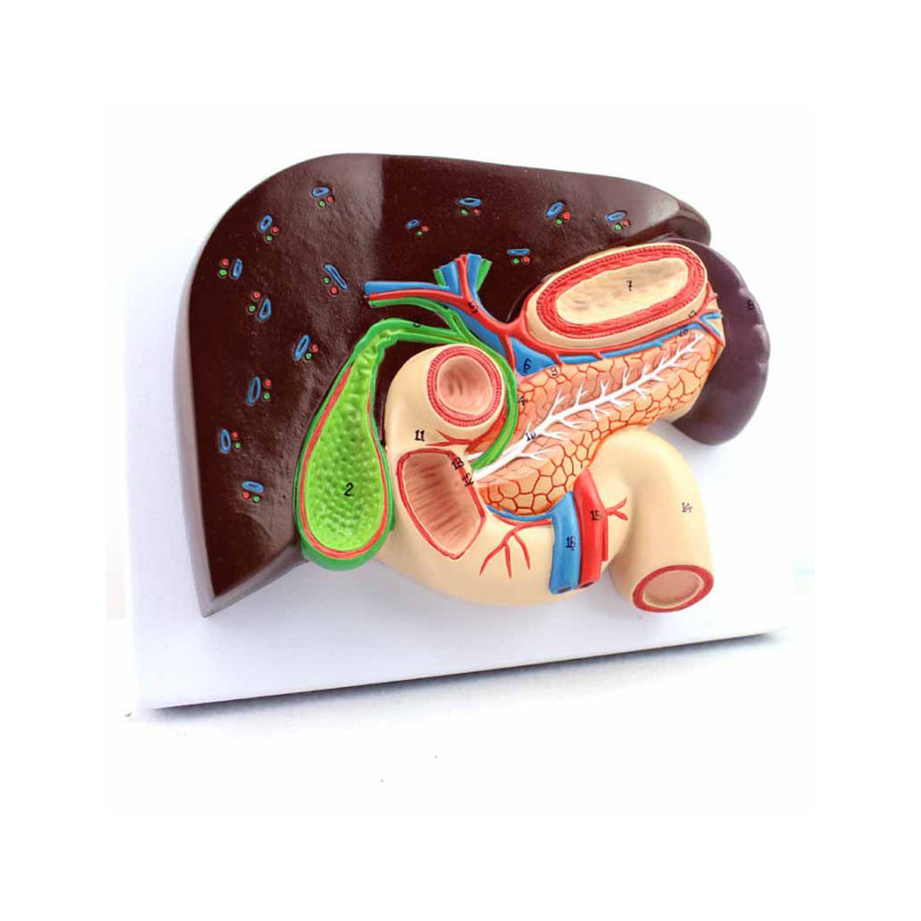 Human Liver Model with Gall Bladder - Dr Wong Anatomy