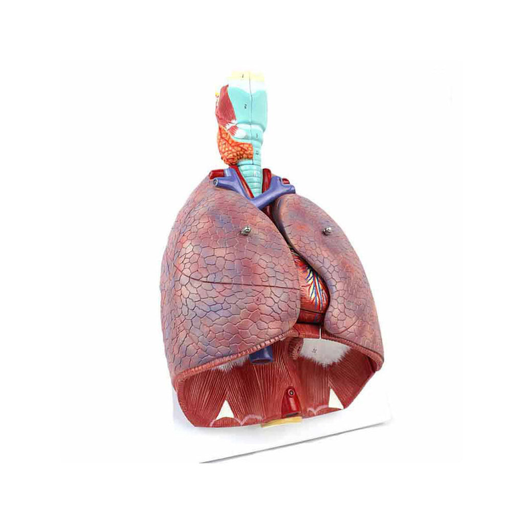 Lung Model With Larynx, 7 Part - Dr Wong Anatomy