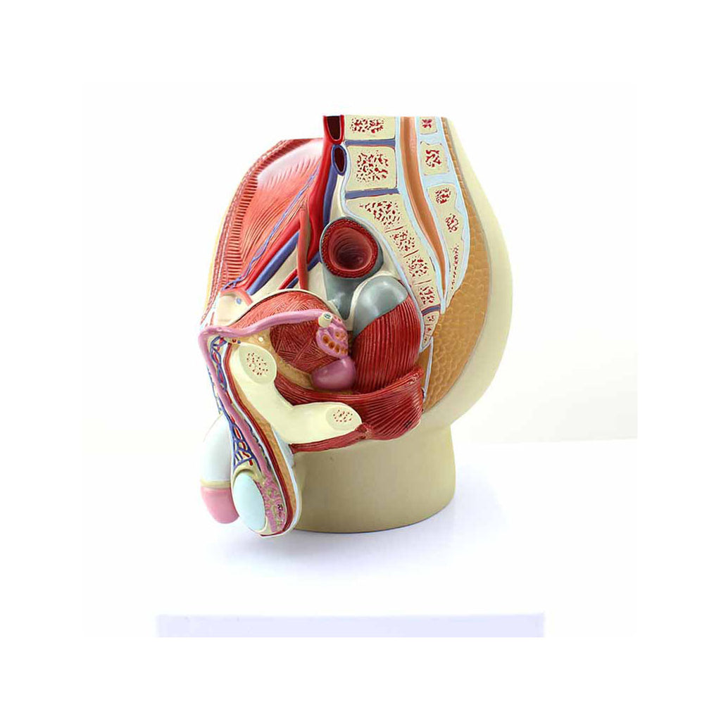 Male Pelvis Model, Life-Size, 4 Parts - Dr Wong Anatomy