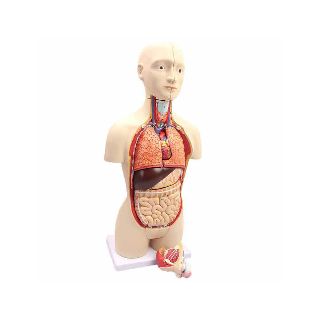 Mini Torso Model, Half Life-Size, 16 Parts - Dr Wong Anatomy