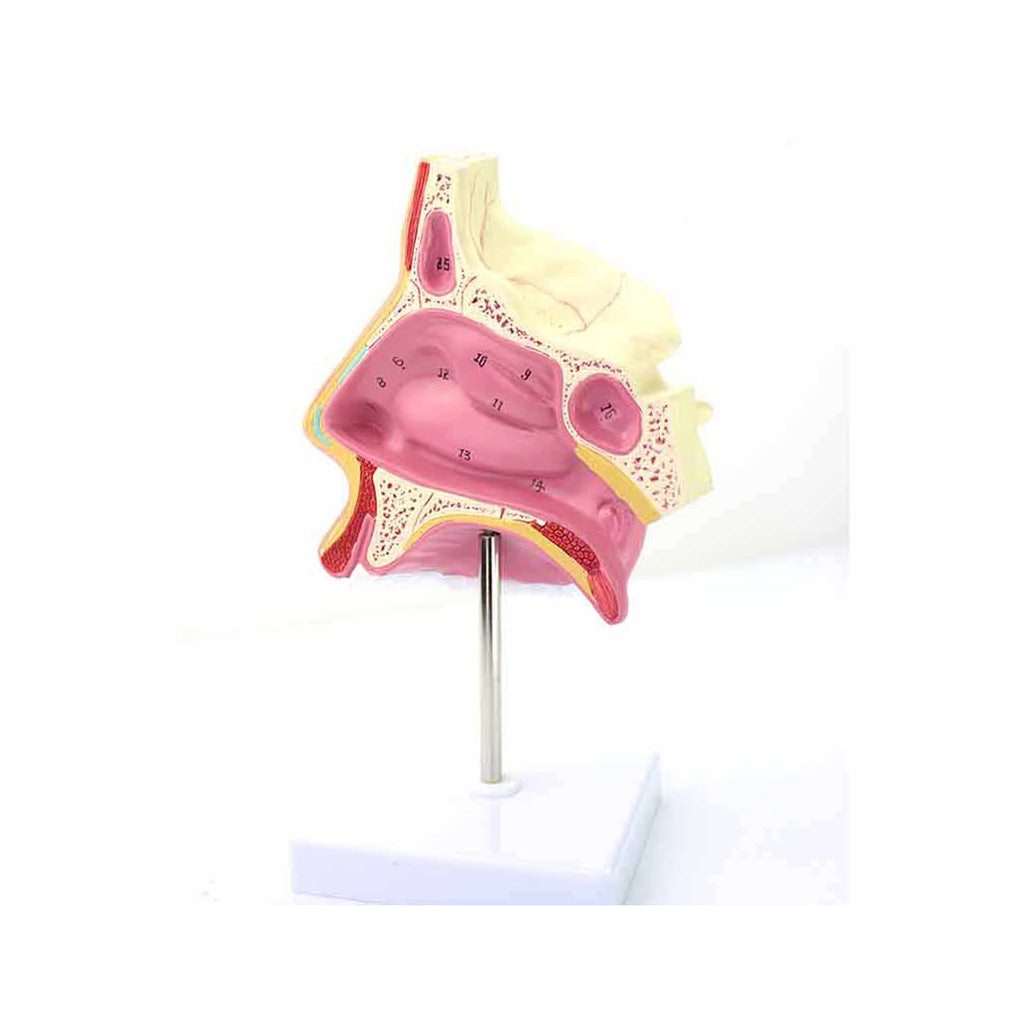 Nasal Cavity Anatomy Model - Dr Wong Anatomy