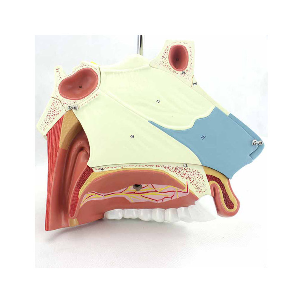 Nasal Cavity Model, 3X Life-Size, 3 Parts - Dr Wong Anatomy