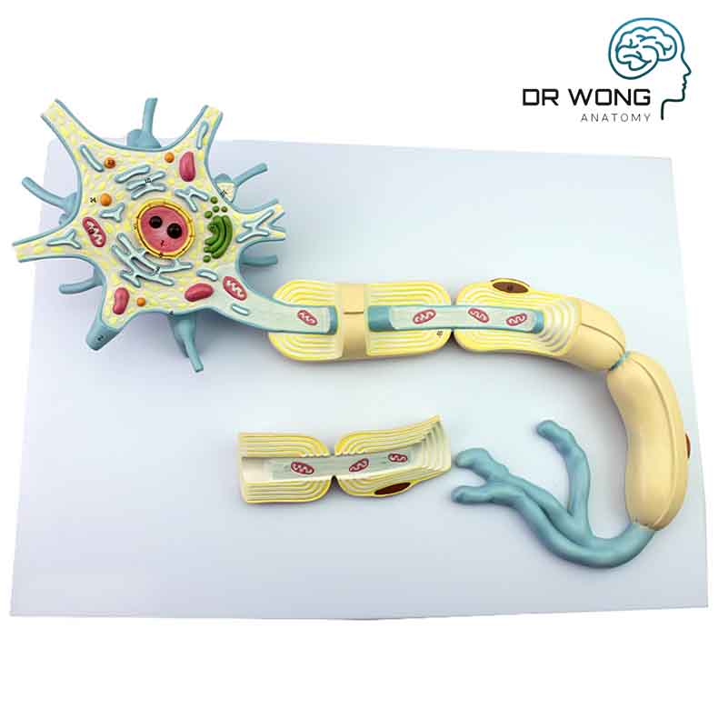 neuron model
