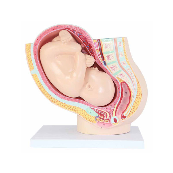 Pregnancy Pelvis With Mature Fetus, 2 Parts - Dr Wong Anatomy