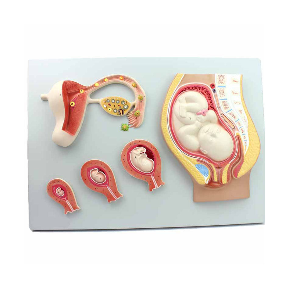 The Process Of Fetal Development Model - Dr Wong Anatomy