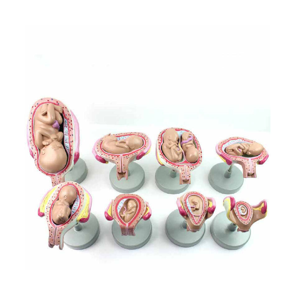 Fetal Development - 8 Models - Dr Wong Anatomy