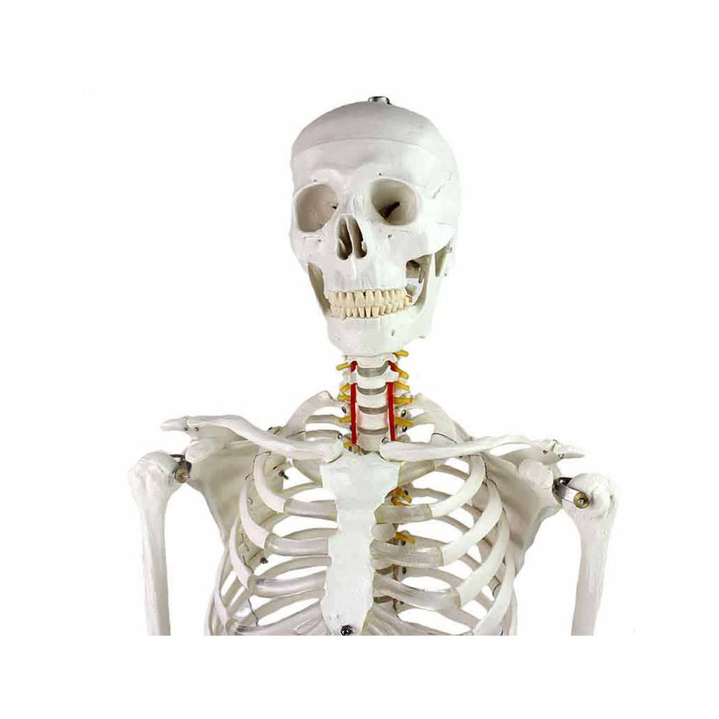 Human Skeleton Model, Life-Size - Dr Wong Anatomy