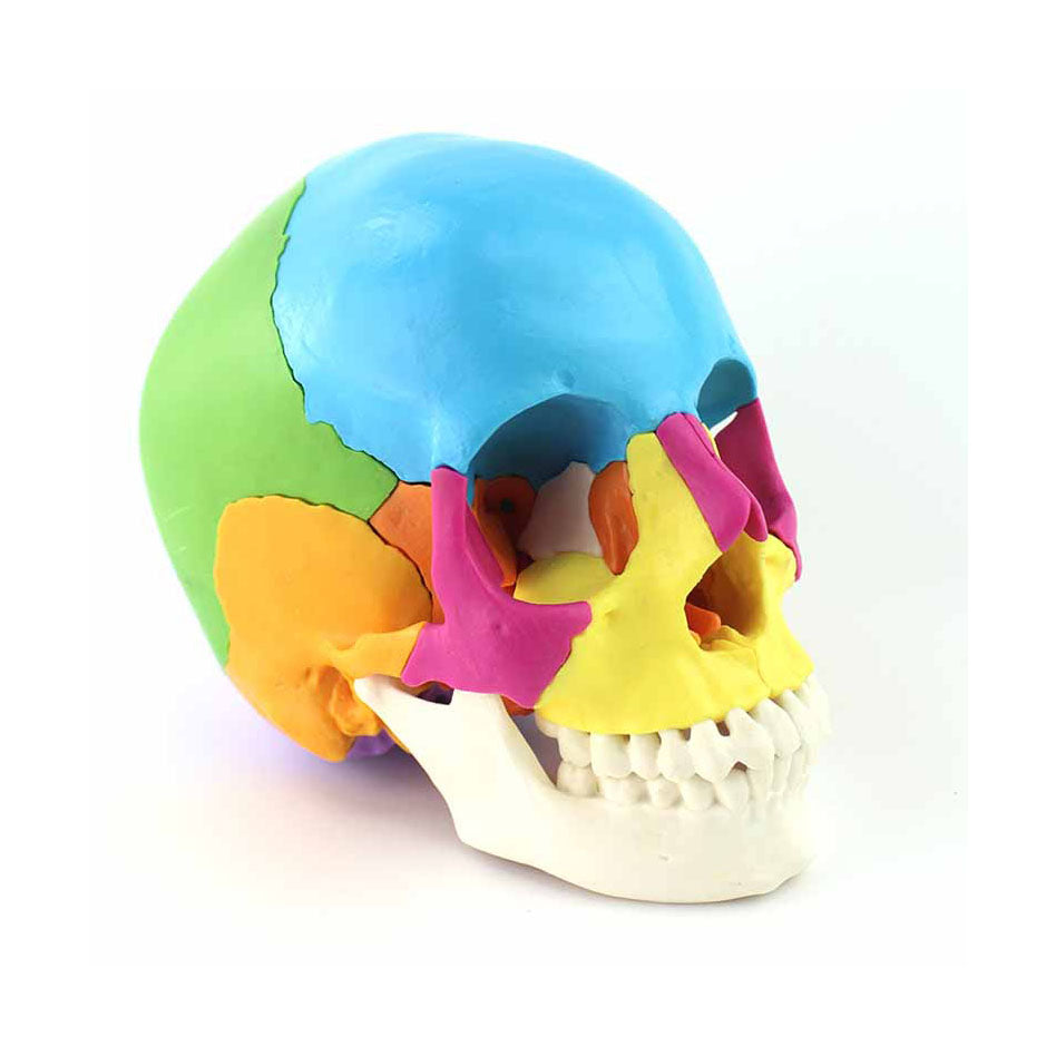 Skull Model, Life-Size, 22 Parts - Dr Wong Anatomy