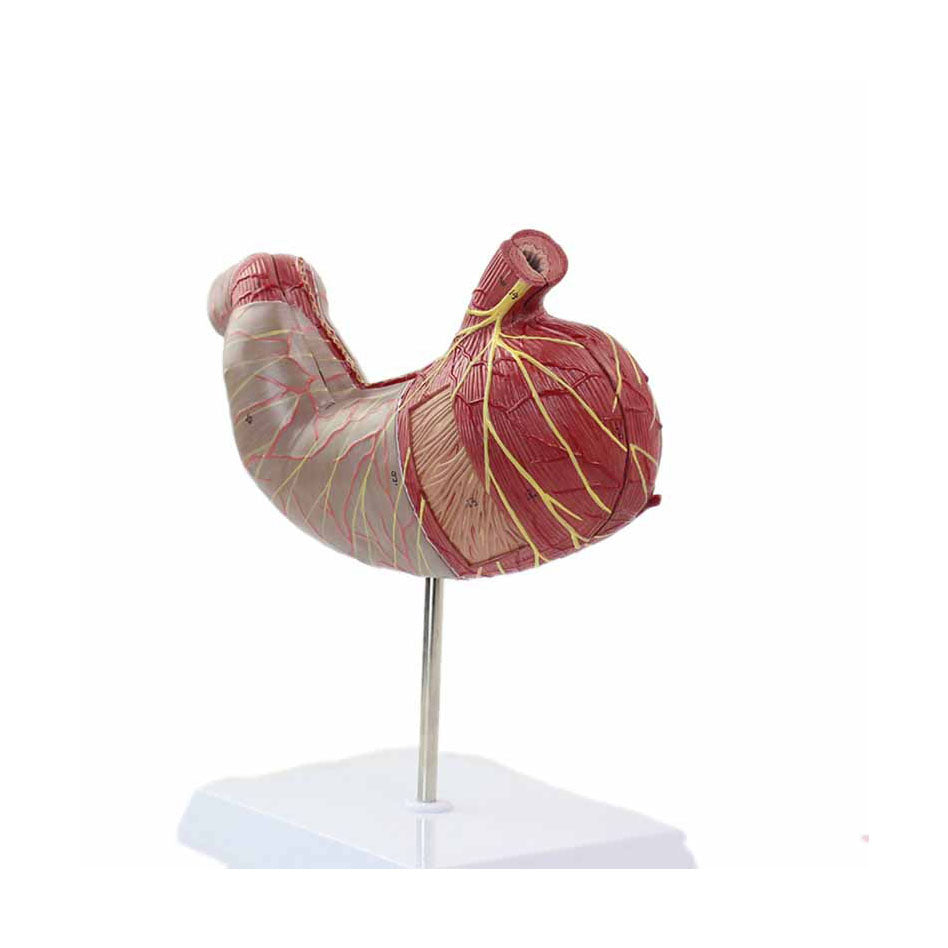 Stomach Model, 1.5X Life-Size，2 Parts - Dr Wong Anatomy