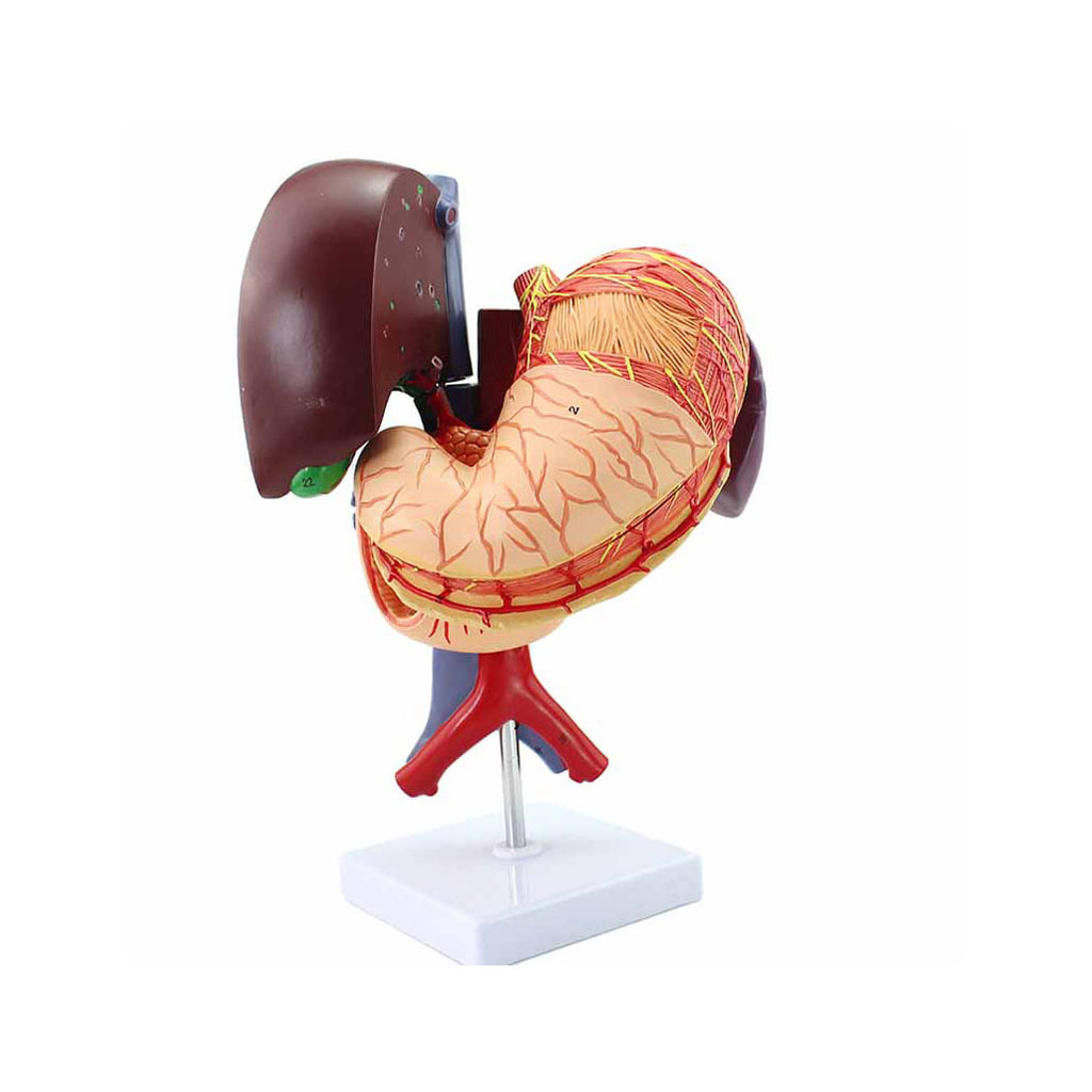 Stomach Model with Associated Organs - Dr Wong Anatomy