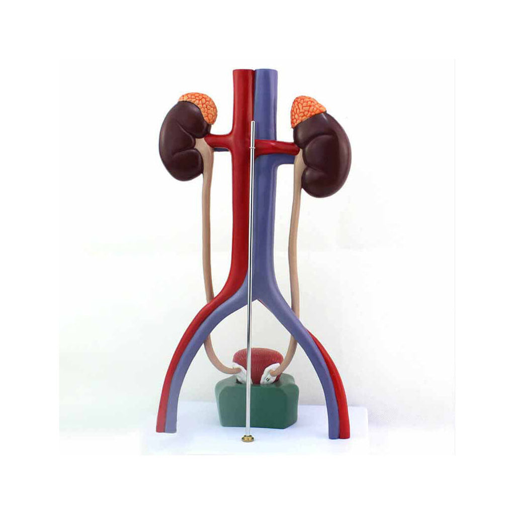 Urinary System Model, 5 Parts - Dr Wong Anatomy