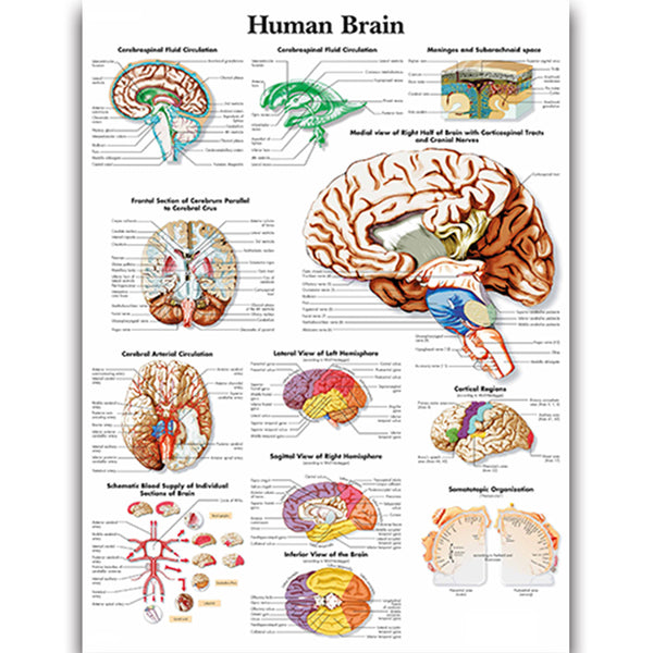 Human Brain Chart - Dr Wong Anatomy