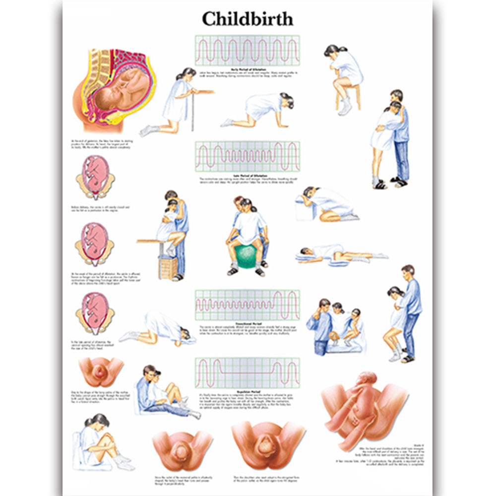 Childbirth Chart - Dr Wong Anatomy