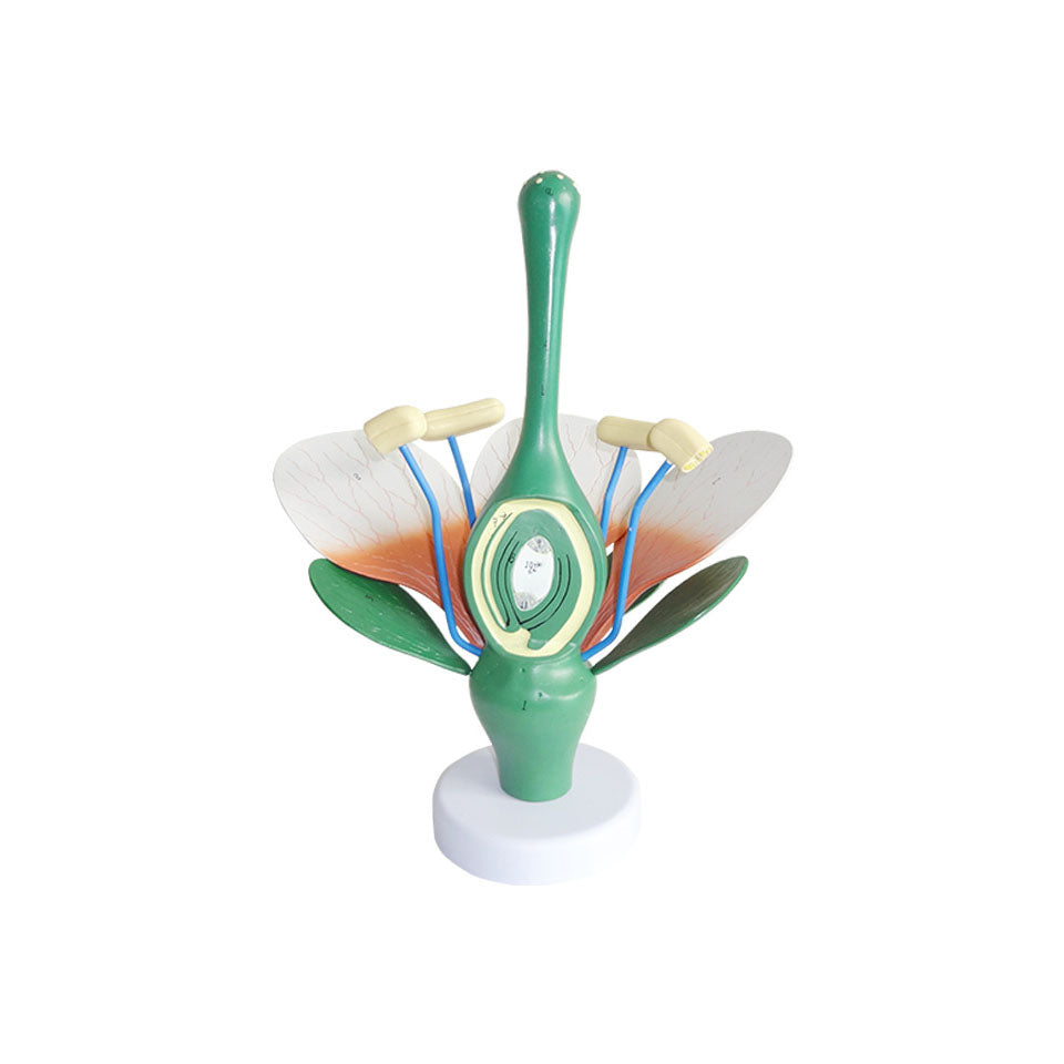 Dicotyledonous Flower Model, 12 Parts, 5X Life-Size - Dr Wong Anatomy