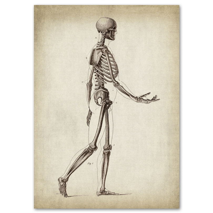  Anatomy Art Print - Skeleton