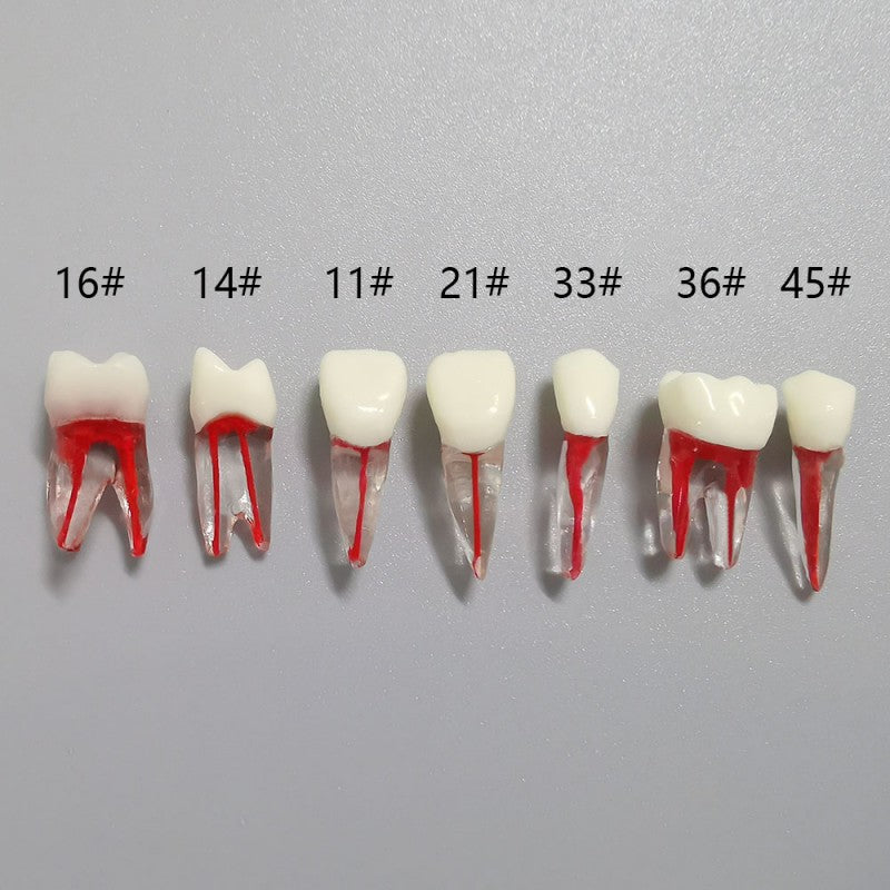 Dental Root Pulp Cavity Model for Training and Practice