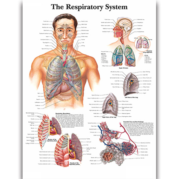 The Respiratory System Chart - Dr Wong Anatomy