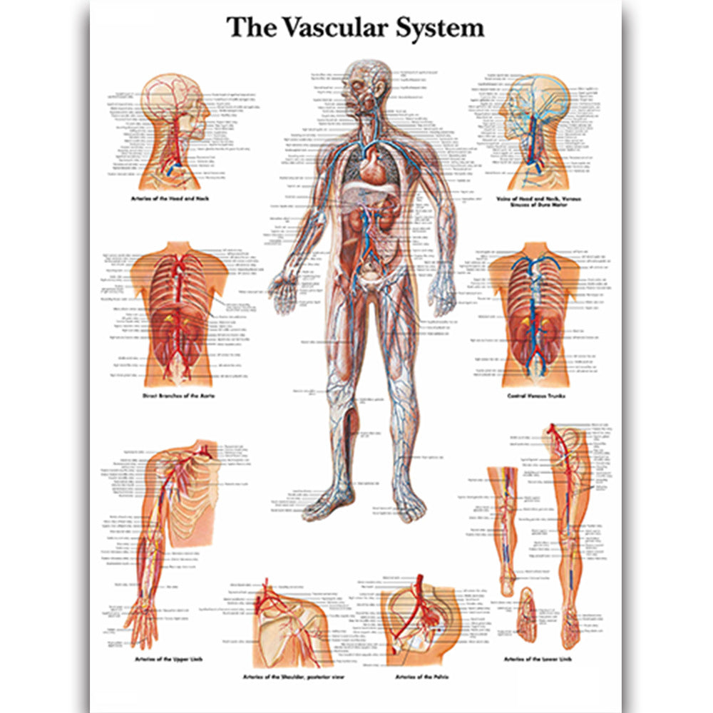 The Vascular System Chart - Dr Wong Anatomy