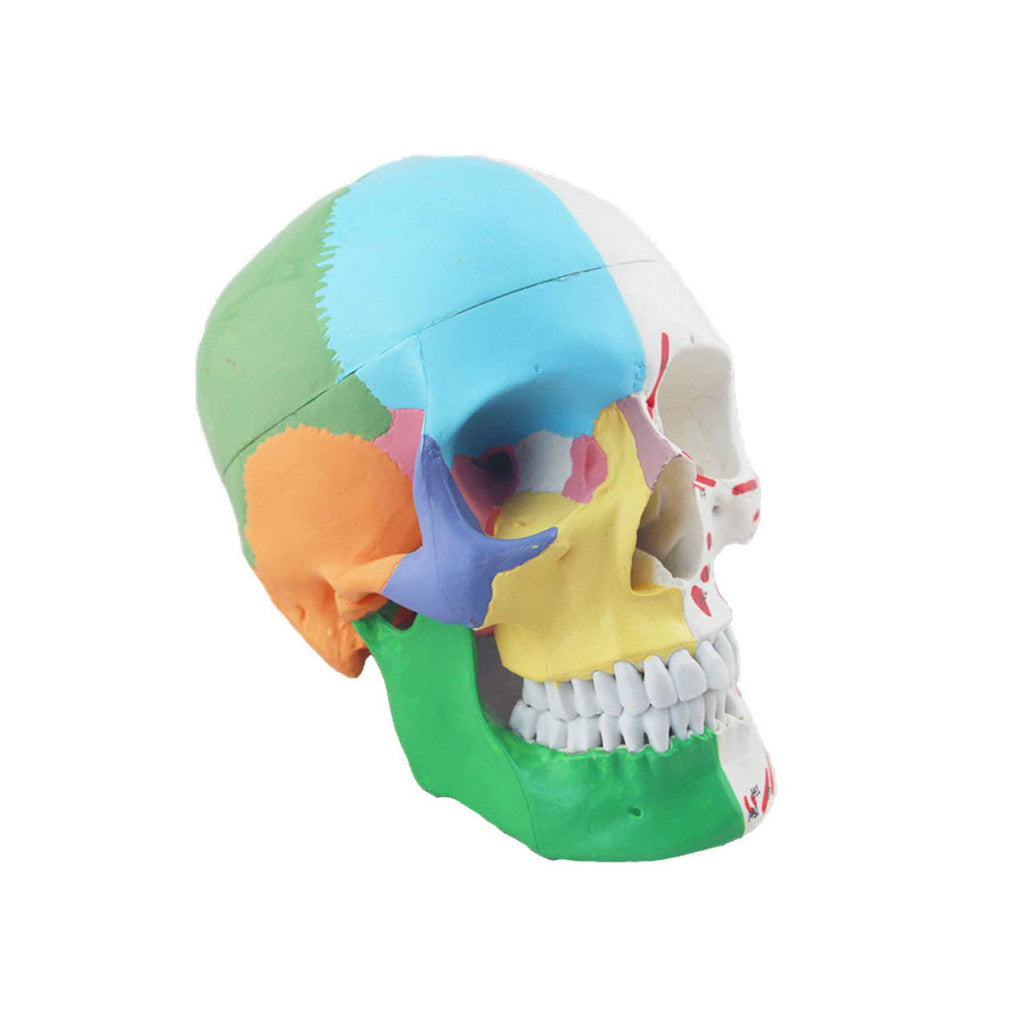 Painted Skull Model with Muscle Markings - Dr Wong Anatomy