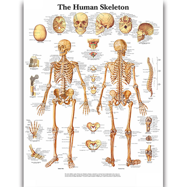 The Human Skeleton Chart - Dr Wong Anatomy