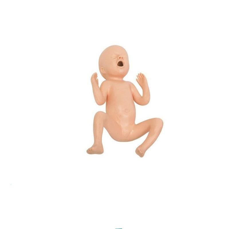 Premature Infant Model, 30 week old - Dr Wong Anatomy