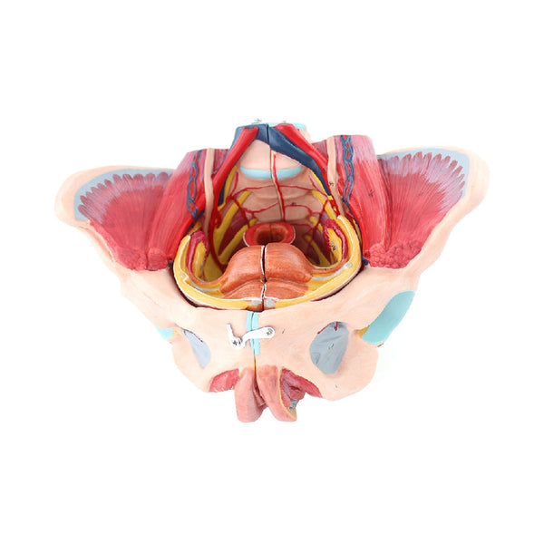 Female Pelvis with Organs and Muscles, Life-Size - Dr Wong Anatomy