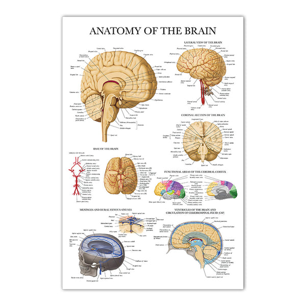 Anatomy of the Brain Chart - Dr Wong Anatomy