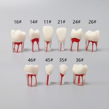 Dental Root Canal Model for Practice