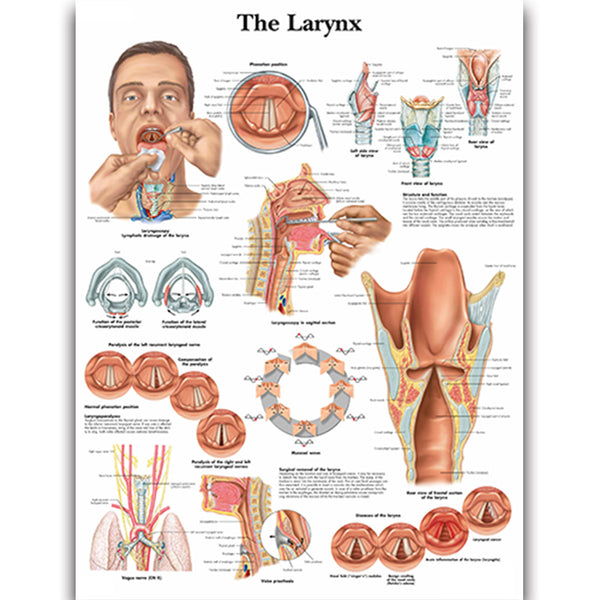 The Larynx Chart - Dr Wong Anatomy