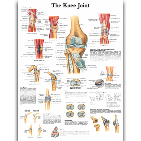 The Knee Joint Chart - Dr Wong Anatomy