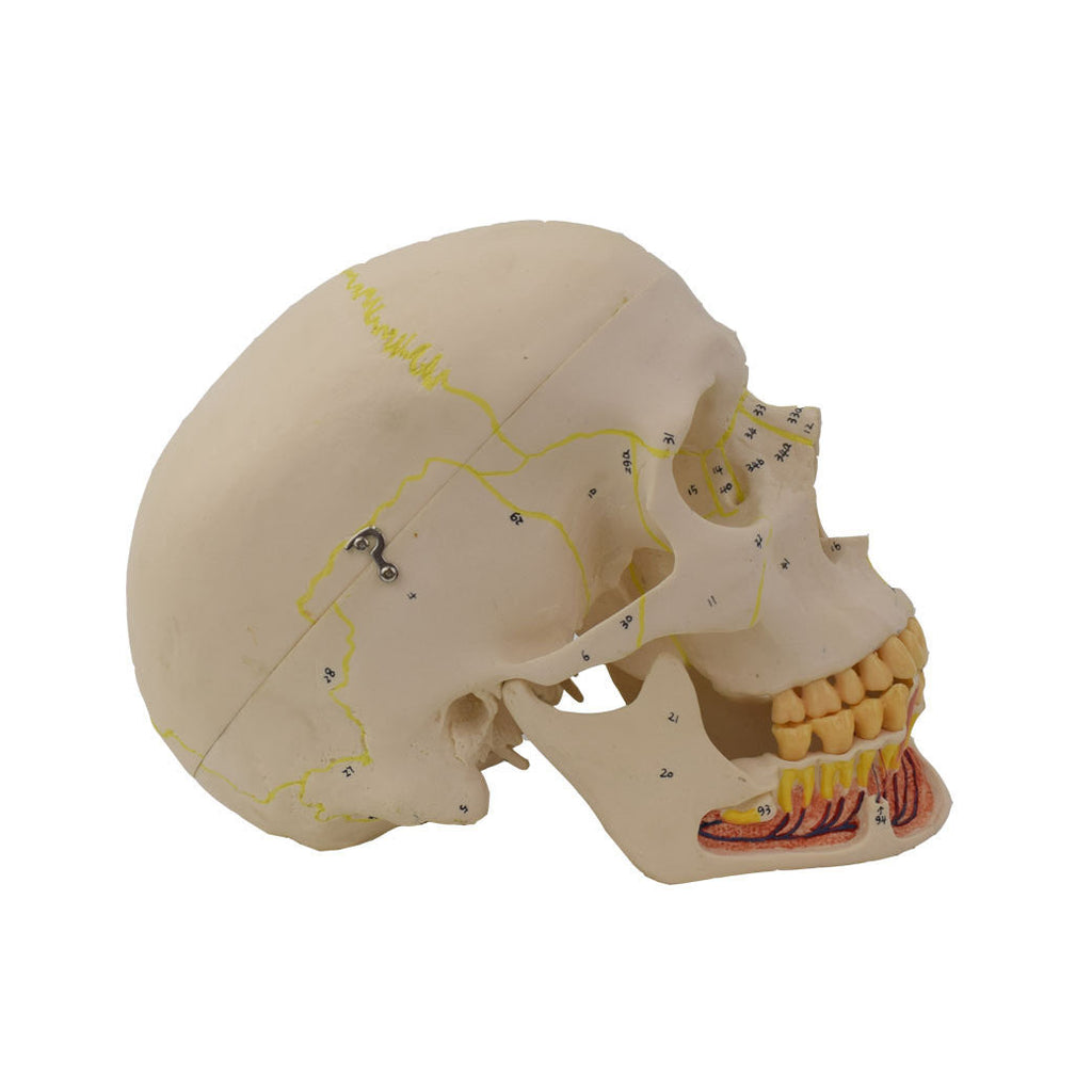 Classic Skull Model with Opened Jaw, 3 Parts - Dr Wong Anatomy