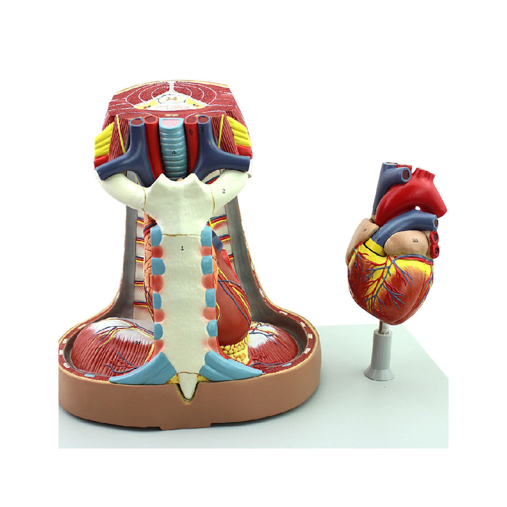  Mediastinum Model, 5 Parts, Life Size - Dr Wong Anatomy