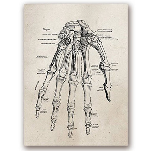 Anatomy Art Print - Hand