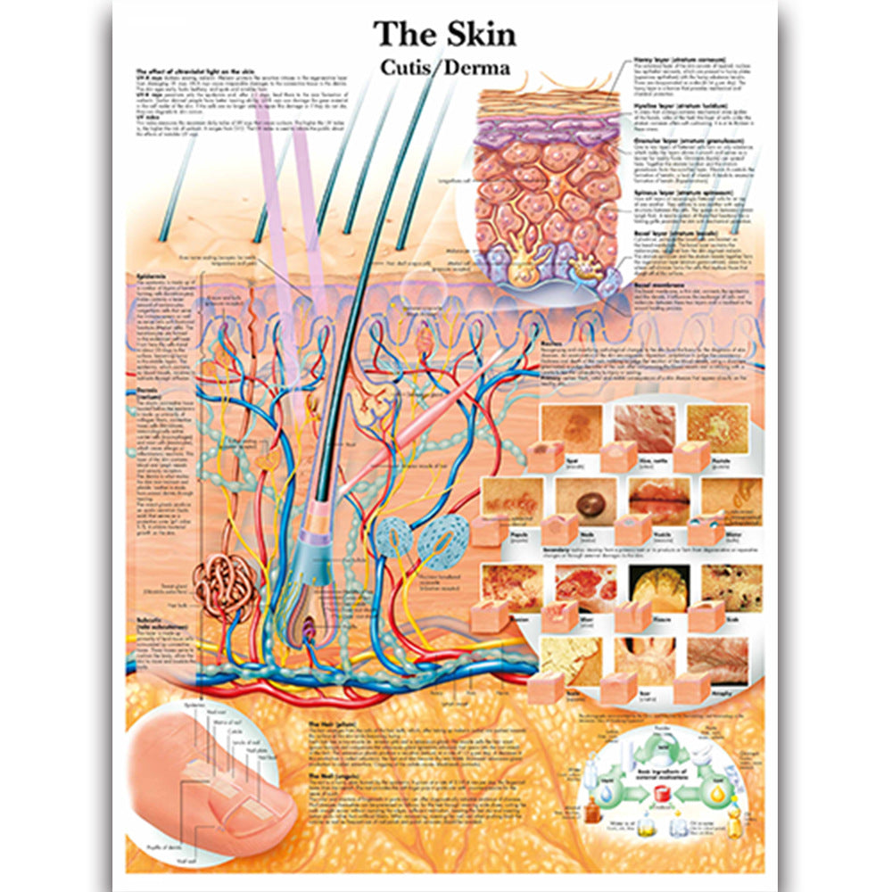  The Skin Chart - Dr Wong Anatomy