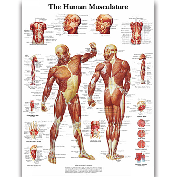 The Human Musculature Chart - Dr Wong Anatomy