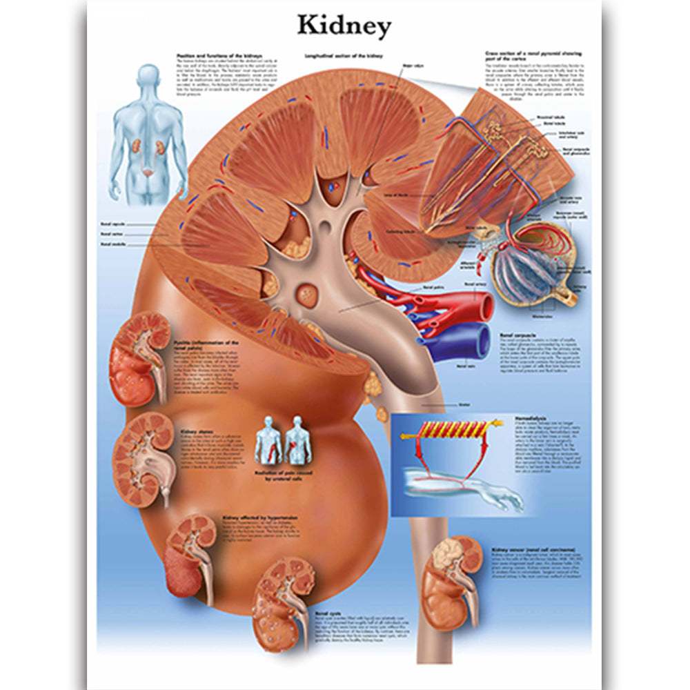 KIDNEY ANATOMY LOCATION AND FUNCTION visual data 7