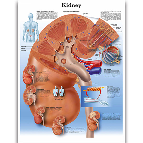 Kidney Chart - Dr Wong Anatomy