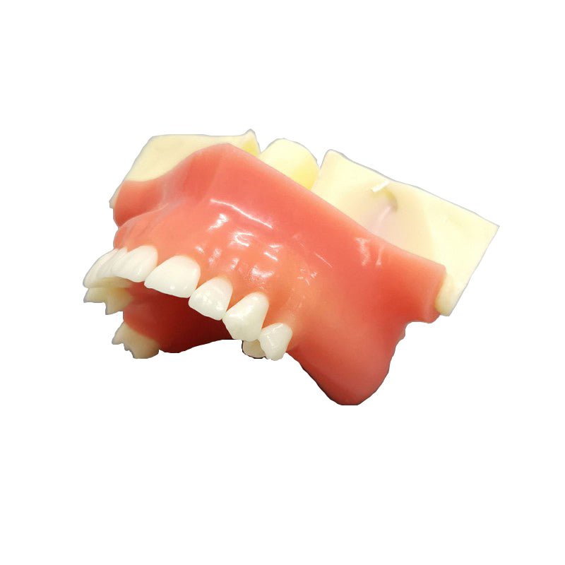 thumbnail image 2 of Maxillary Sinus Lift Practice Model – Dental Training Education – HANZE Typodont Teeth 2 of 6