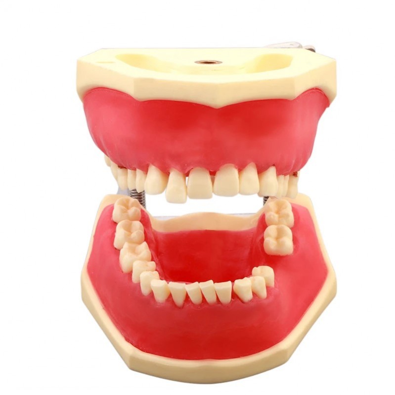 Dental Periodontal Practice Model for Traning